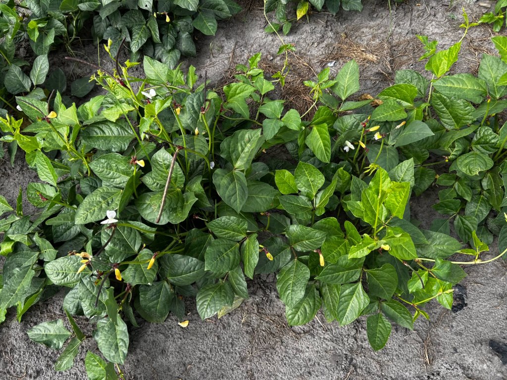 Weekly Field Update – 9/29/25