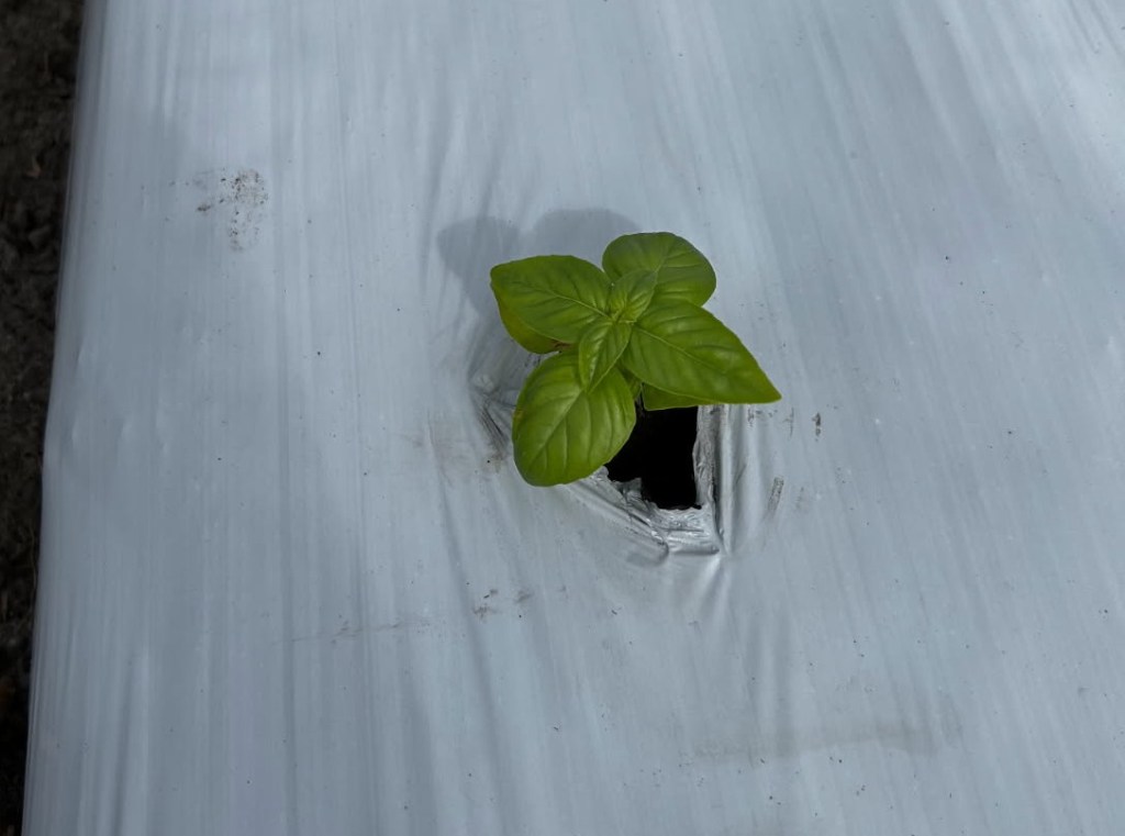 Question of the Week –&nbsp;Basil