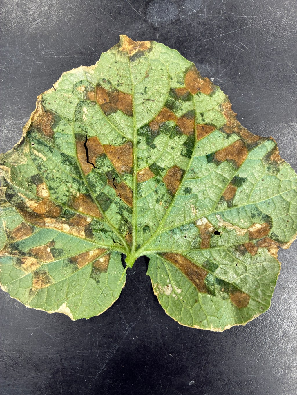 Reminders about Managing Cucurbit Downy Mildew with&nbsp;Fungicides