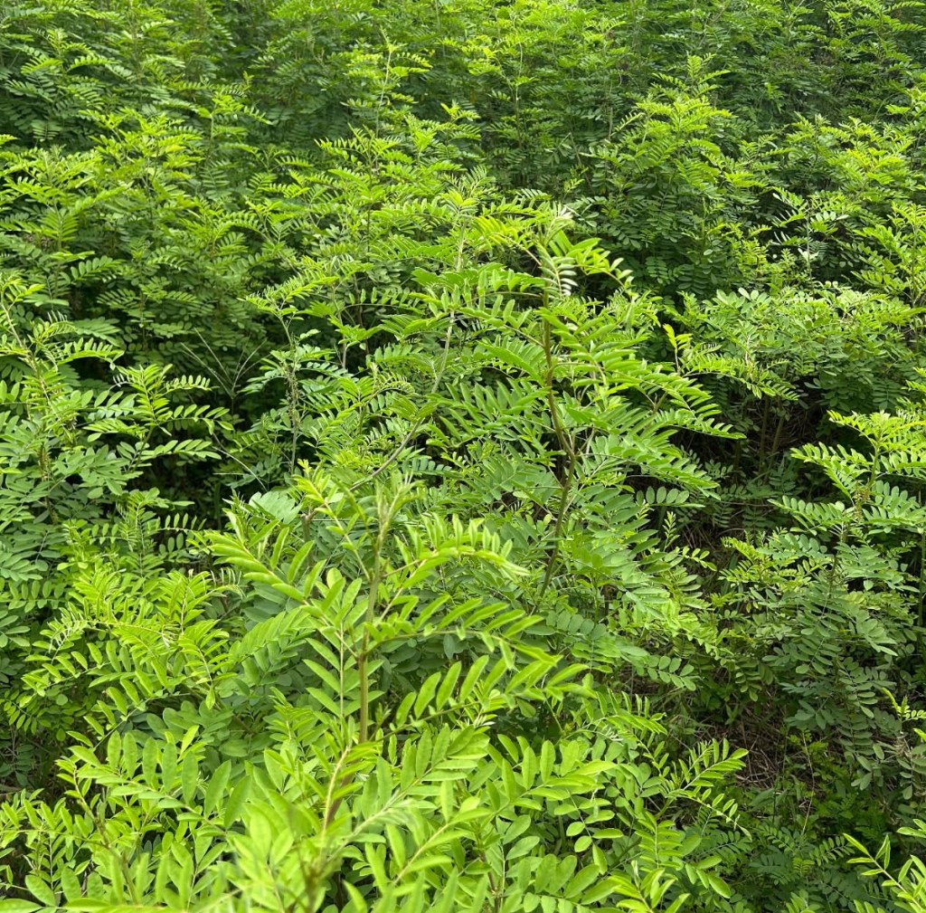 Question of the Week –&nbsp;Indigo