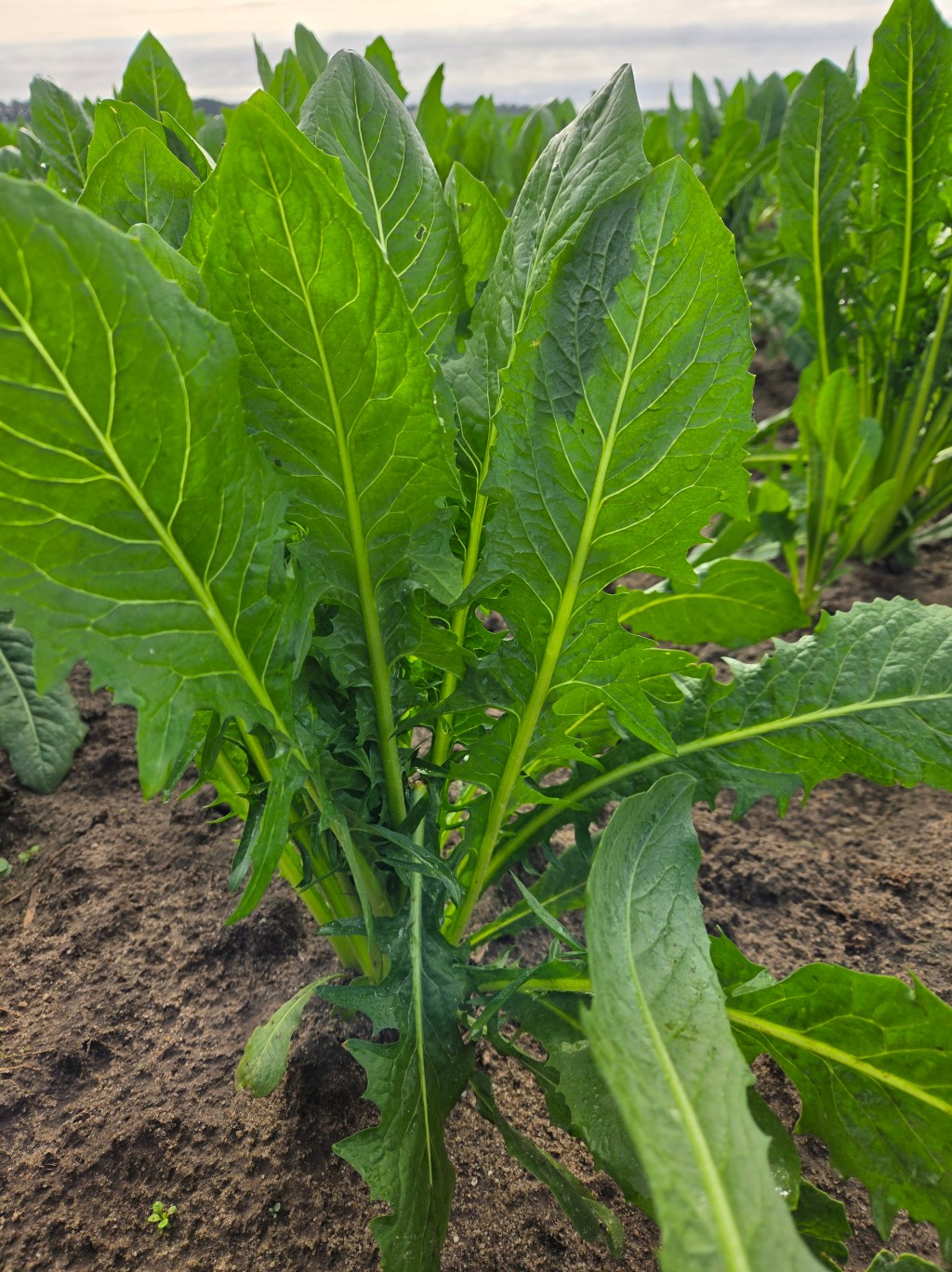 Question of the Week –&nbsp;Dandelion