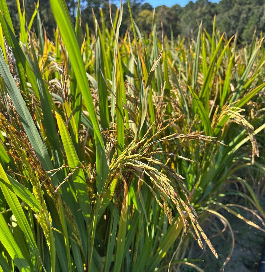 Question of the Week –&nbsp;Rice