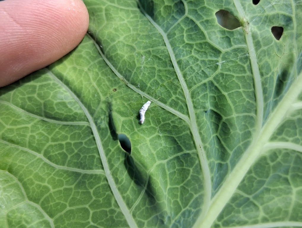 Question of the Week –&nbsp;Beauveria