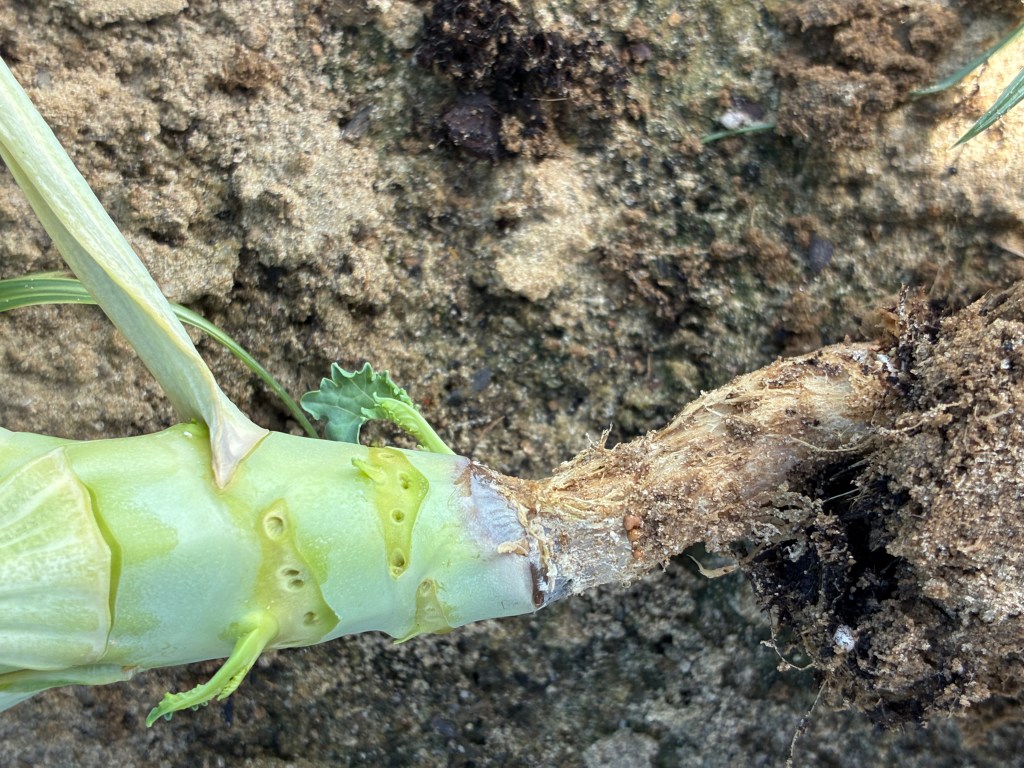 Southern Blight is an Unusual Disease on&nbsp;Kale