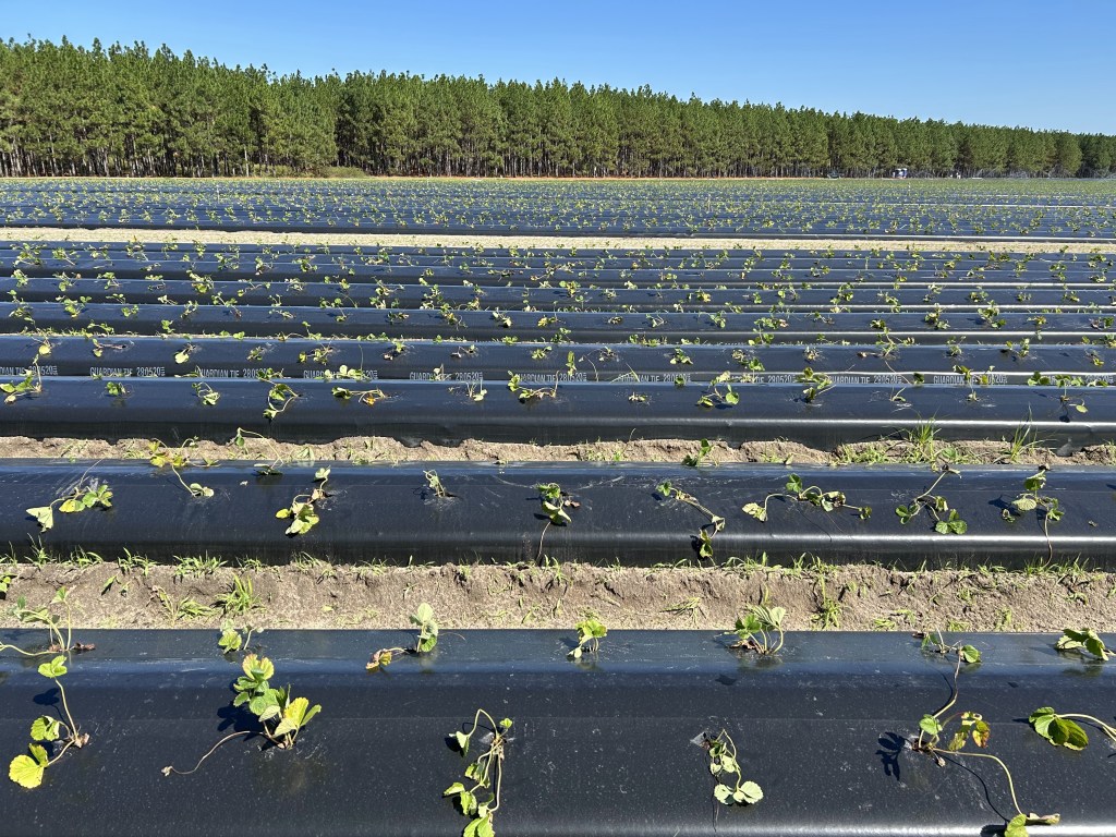 Weekly Field Update – 10/20/25