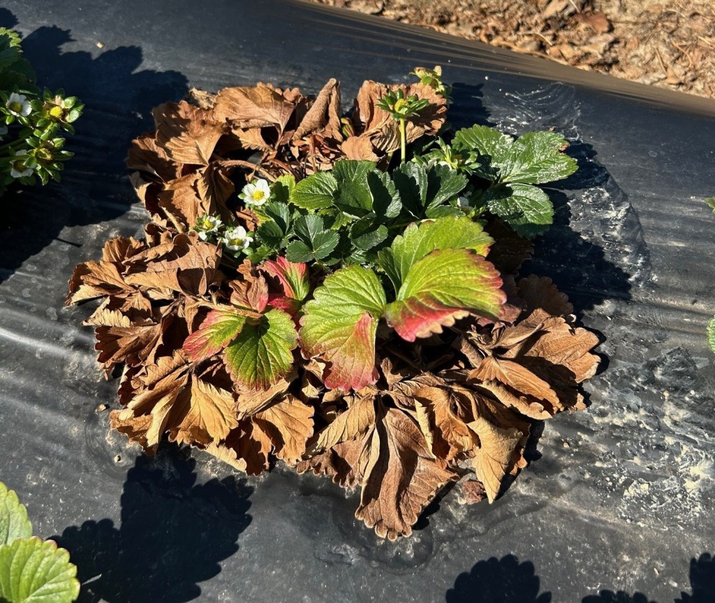 2025 Recommendations For Fall Chemical Treatments In Strawberry&nbsp;Crops