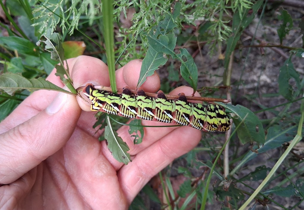 Question of the Week – Banded Sphinx&nbsp;Moth