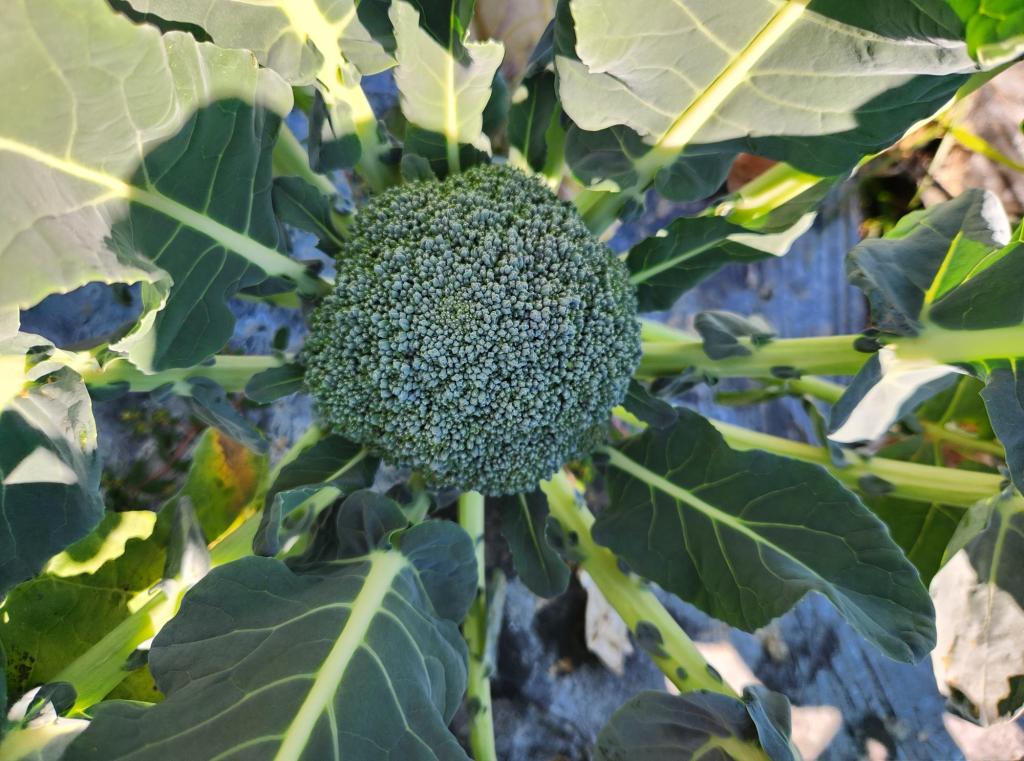 Weekly Field Update – 11/10/25