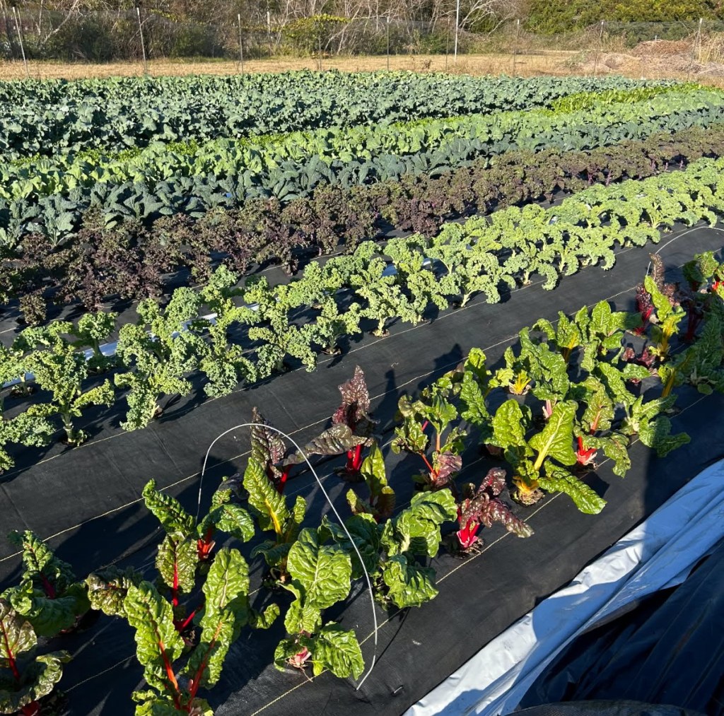 Weekly Field Update – 11/17/25