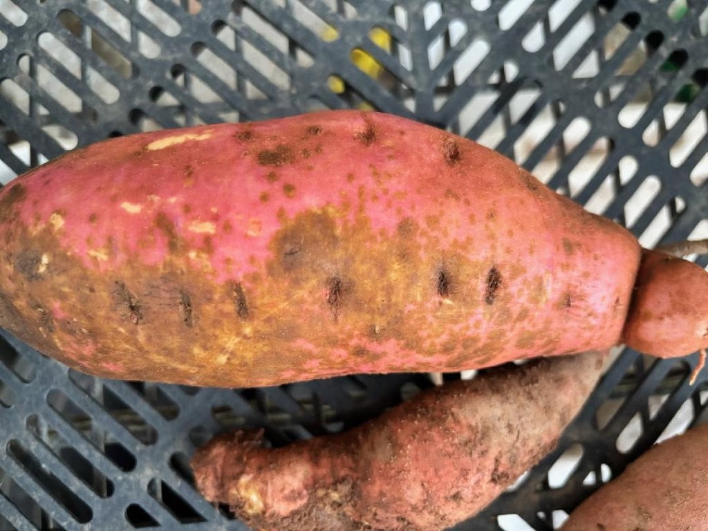 Question of the Week –&nbsp;Scurf