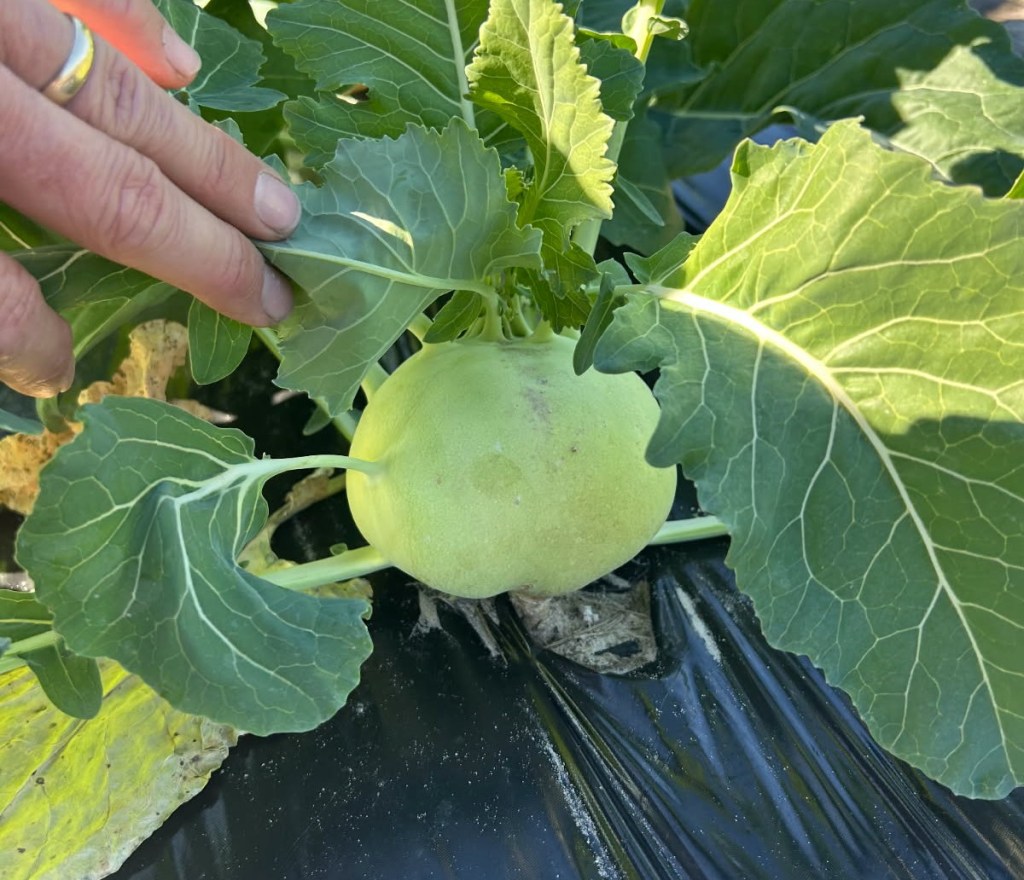 Question of the Week –&nbsp;Kohlrabi