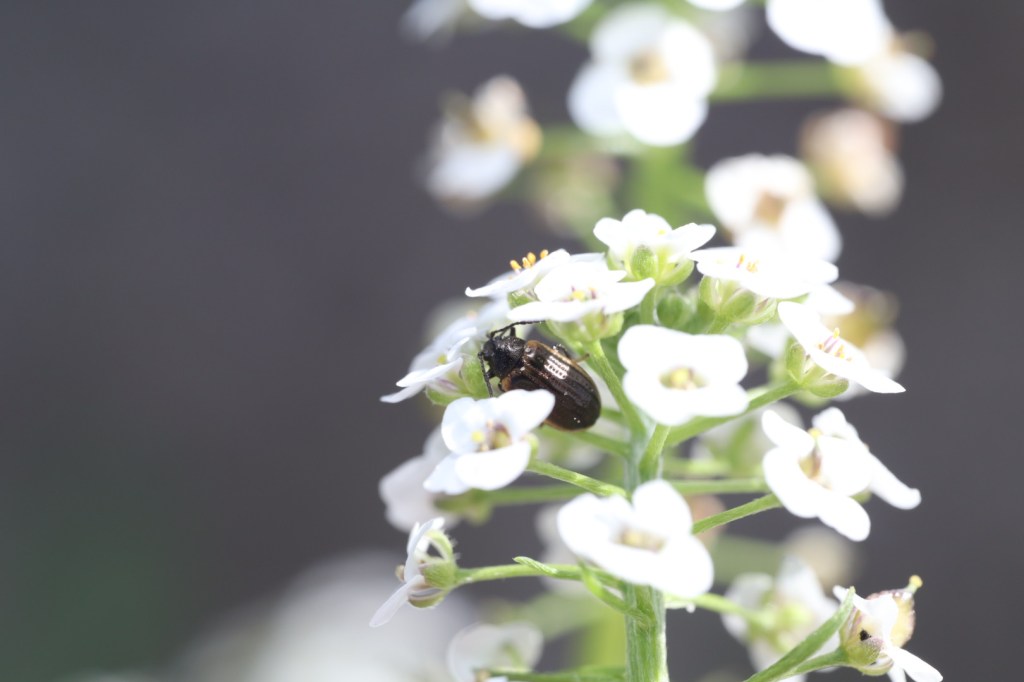 Question of the Week – Yellowmargined Leaf&nbsp;Beetle