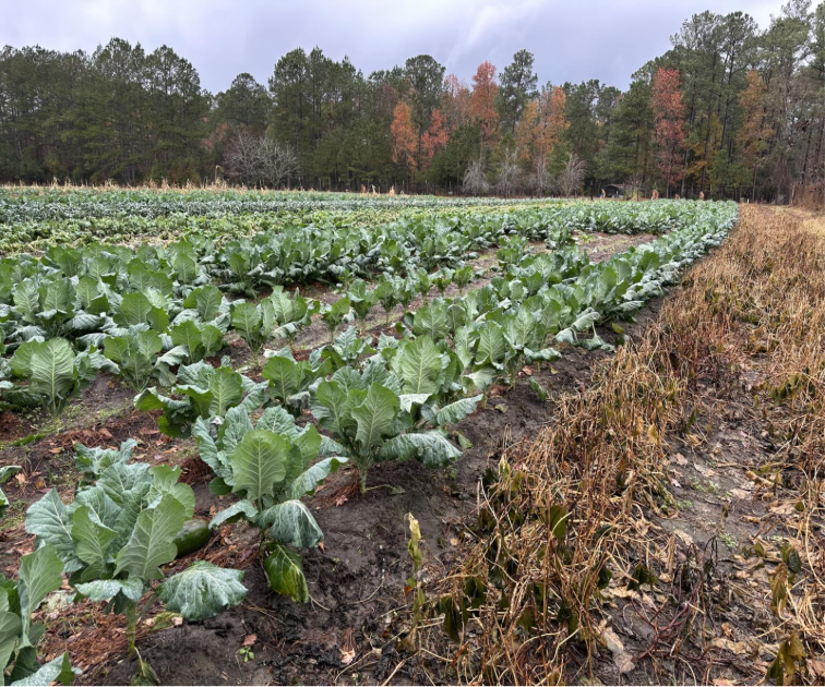 October Grower Spotlight – Saxmore&nbsp;Farms