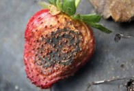 Spray Strategies for Strawberry Disease Control in South&nbsp;Carolina