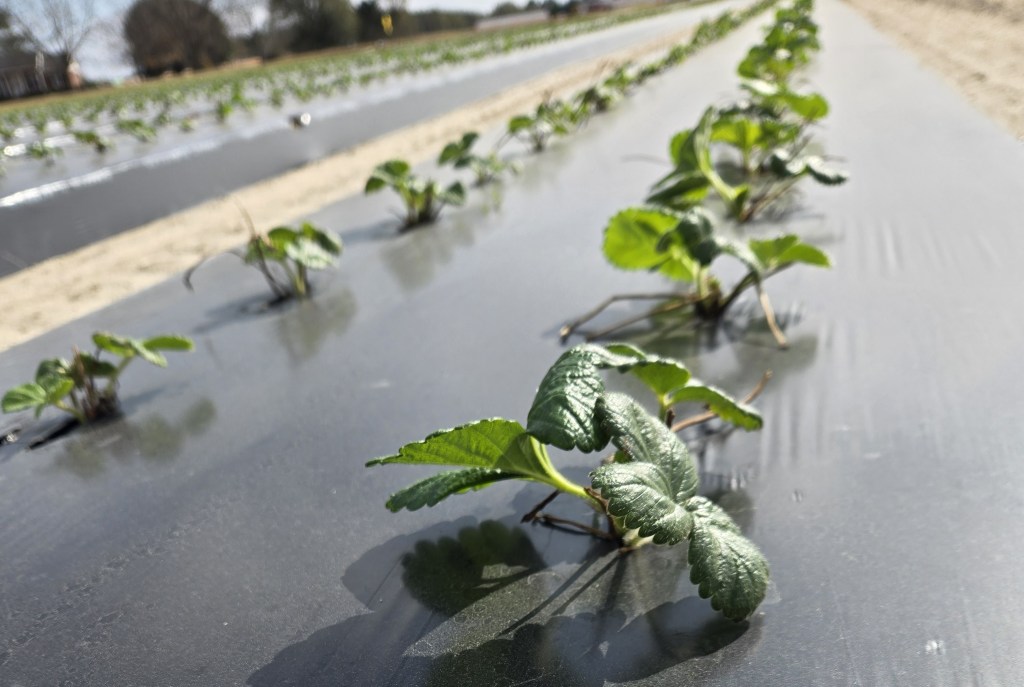 Weekly Field Update – 12/1/25