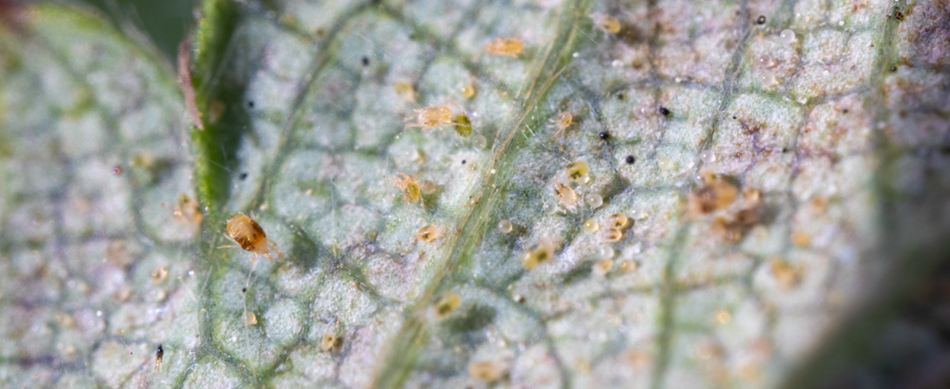 Strawberry Row Covers, Spider Mites, and Predatory Mites