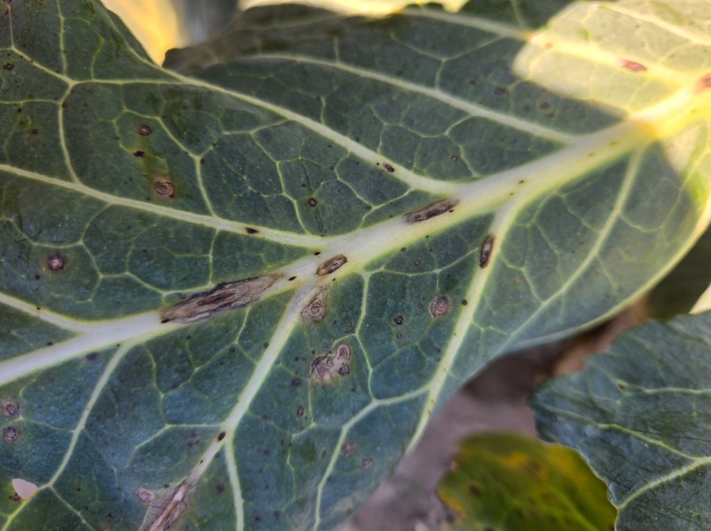 Weekly Field Update – 2/16/26