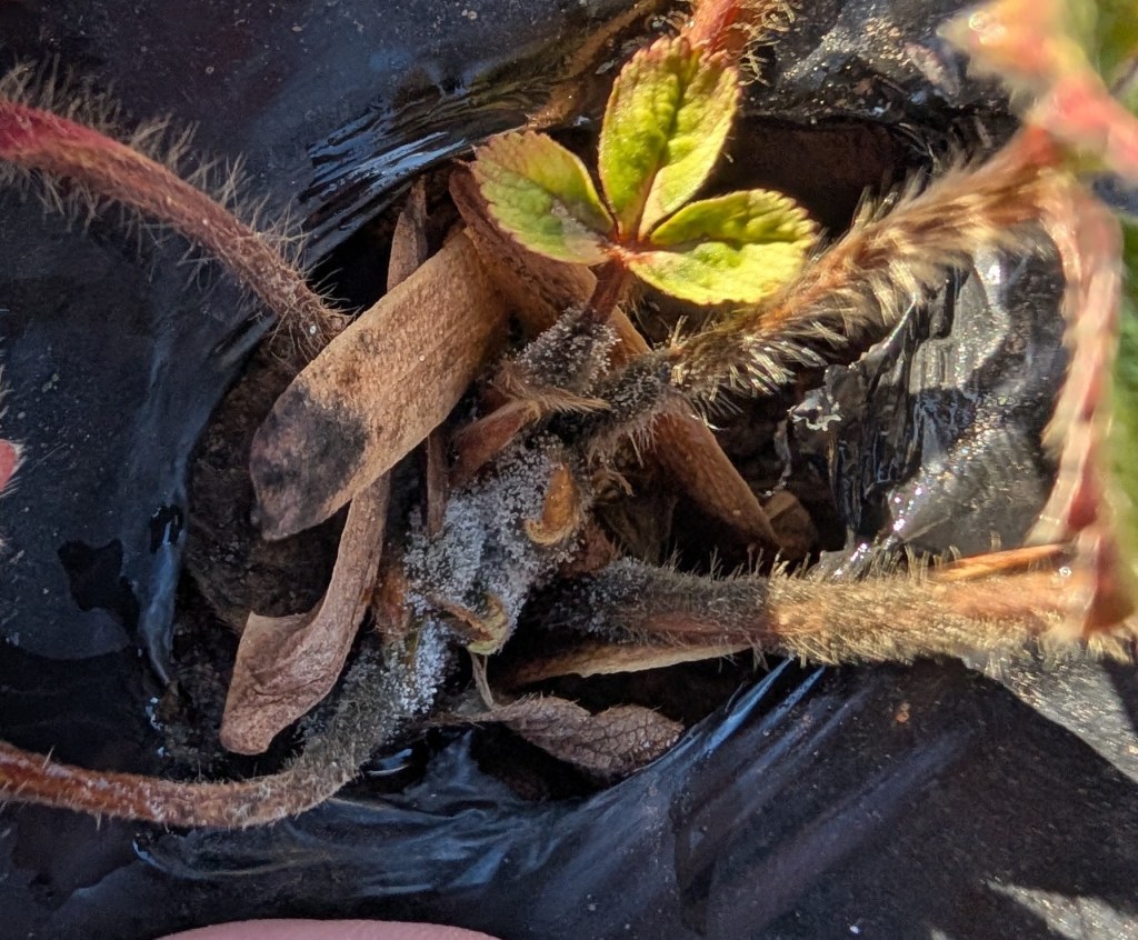 Strawberries Showing Signs of Gray Mold After the Freezing Temperatures