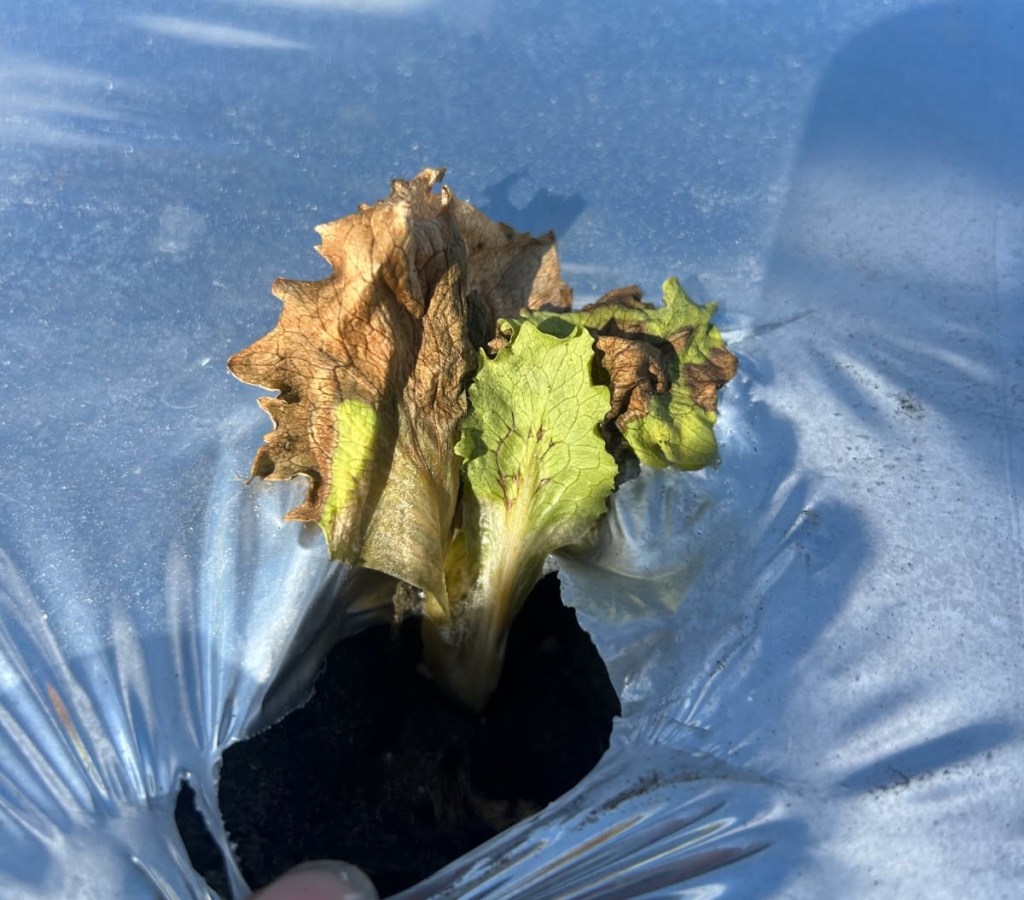 Weekly Field Update – 3/9/26