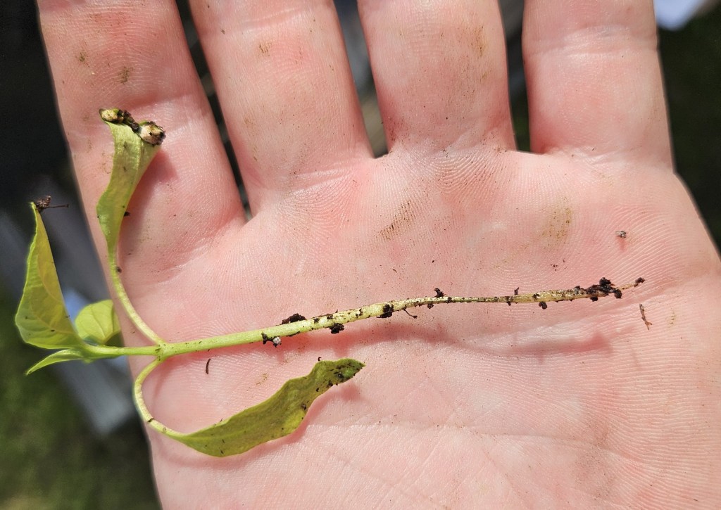 South Carolina Field Update (March 30, 2025): Dry Weather Persists as More Growers Begin Picking&nbsp;Strawberries