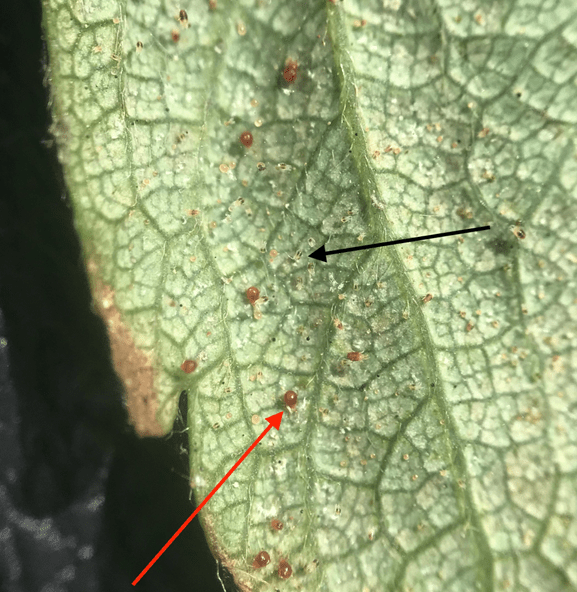 Spray Coverage and Spider Mite&nbsp;Management