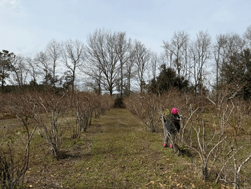 Blueberry Pruning in South&nbsp;Carolina