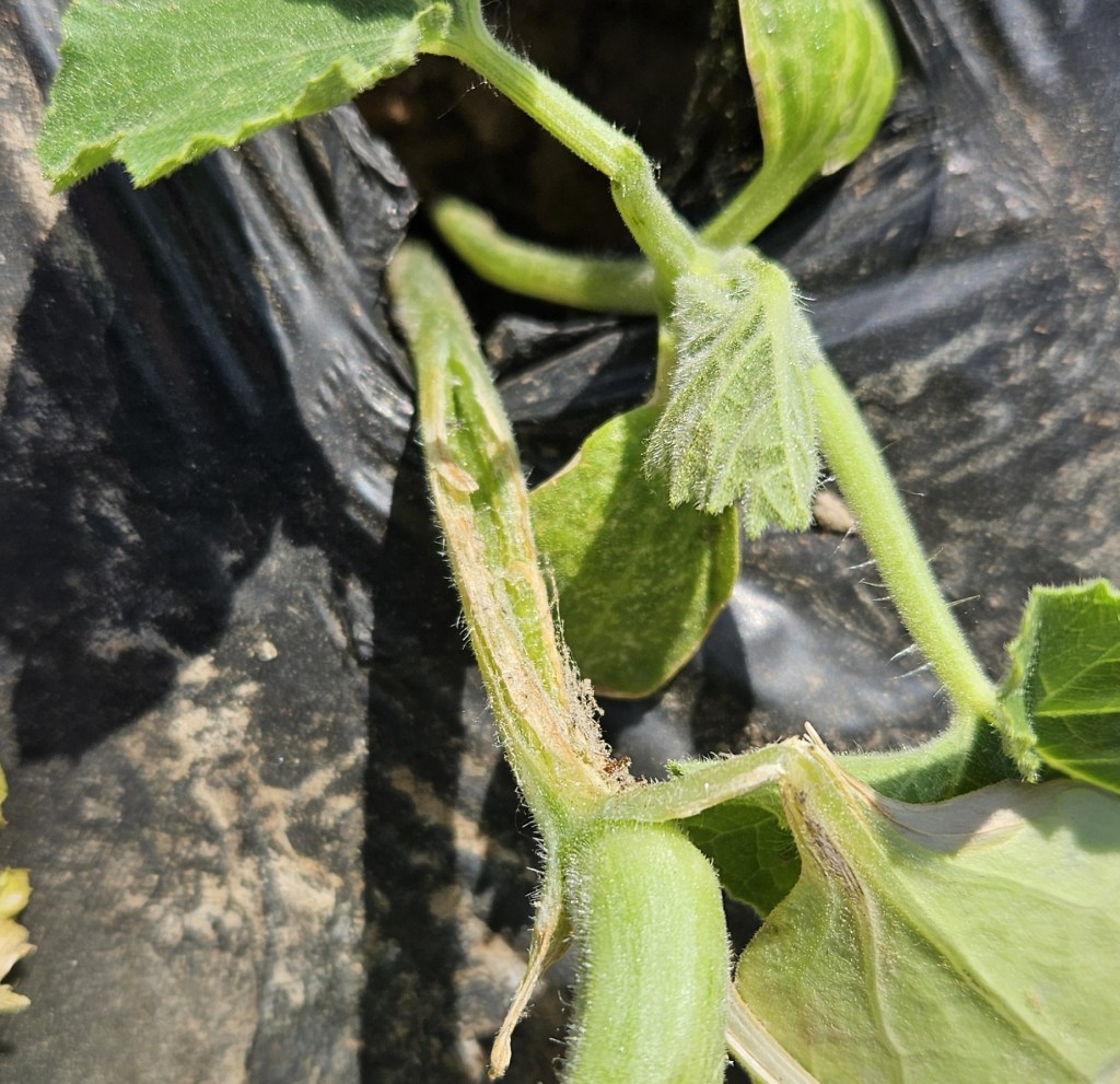 South Carolina Field Update (April 27, 2026): Upstate Receives Some Rain As the Midlands and Lowcountry Remain&nbsp;Dry