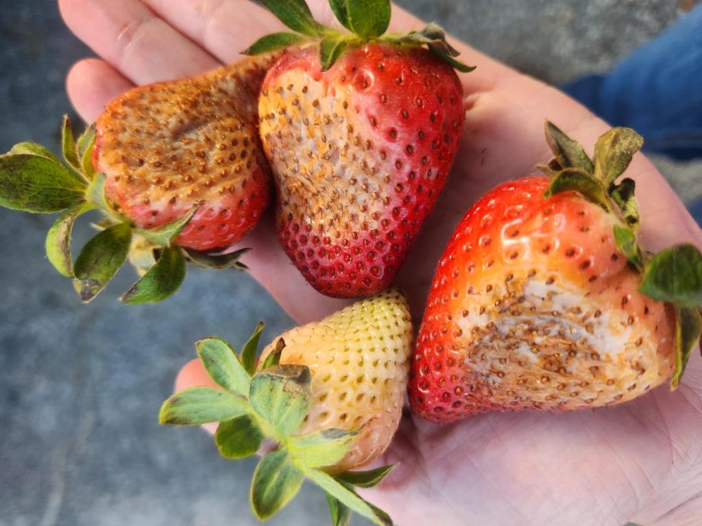 South Carolina Field Update (April 20, 2026): Near-Record Heat Brings Sun Scalding Issues In&nbsp;Strawberries