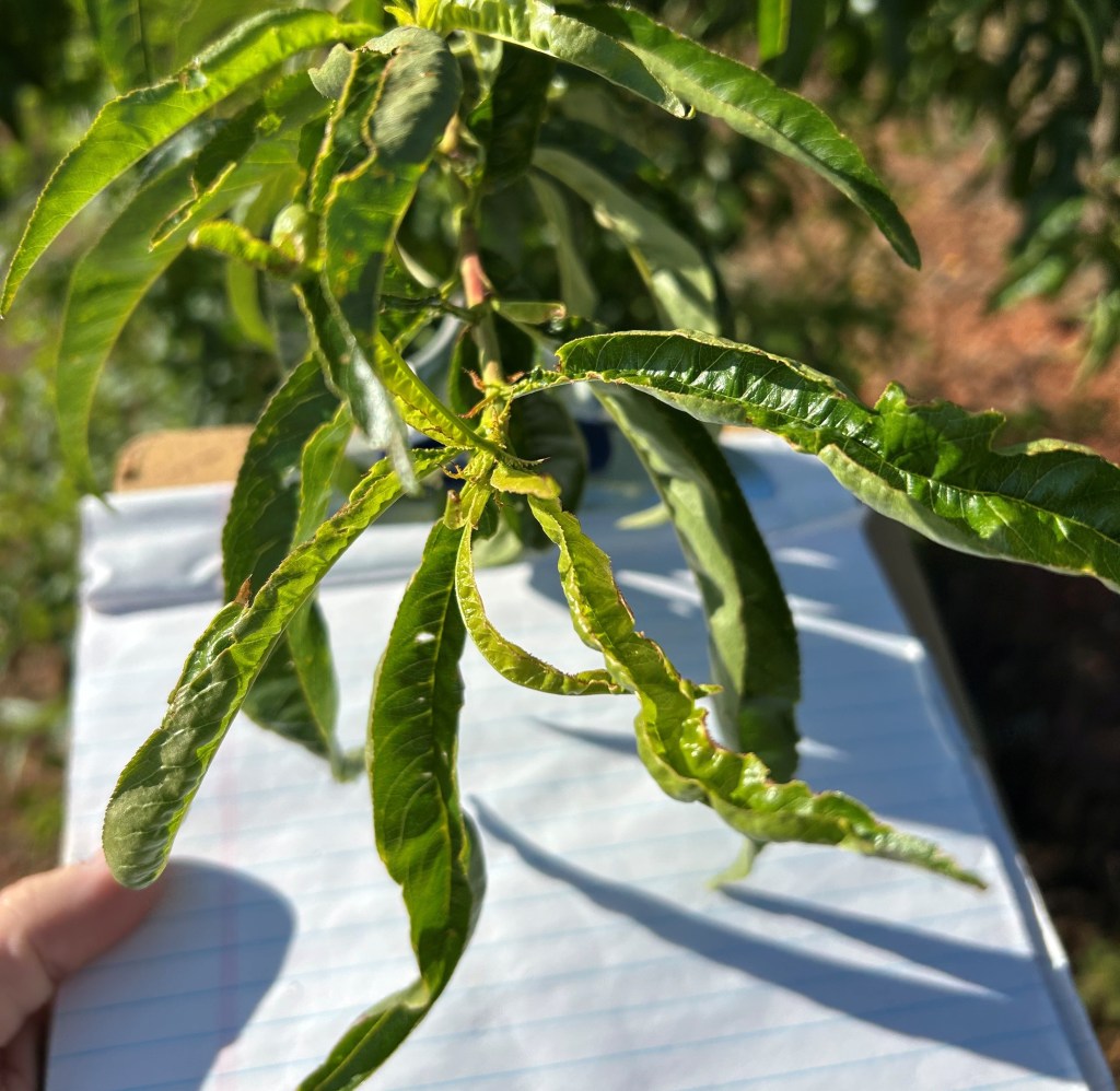 South Carolina Field Update (May 18, 2026): As Temperatures Rise, Insect Populations Follow Suit