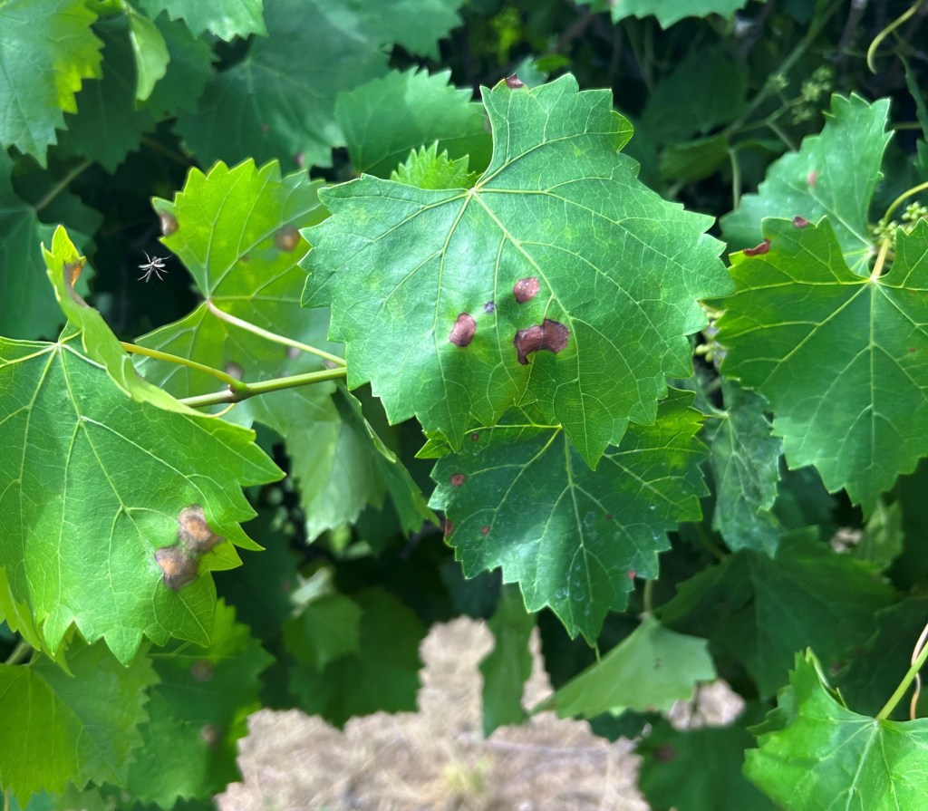 South Carolina Field Update (June 1, 2026): More Rain, More Disease, Lots to&nbsp;Harvest