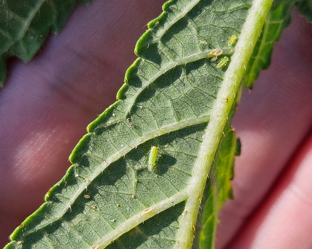 South Carolina Field Update (August 24, 2026): Two-spotted Cotton Leafhopper Spreads as Temps Cool