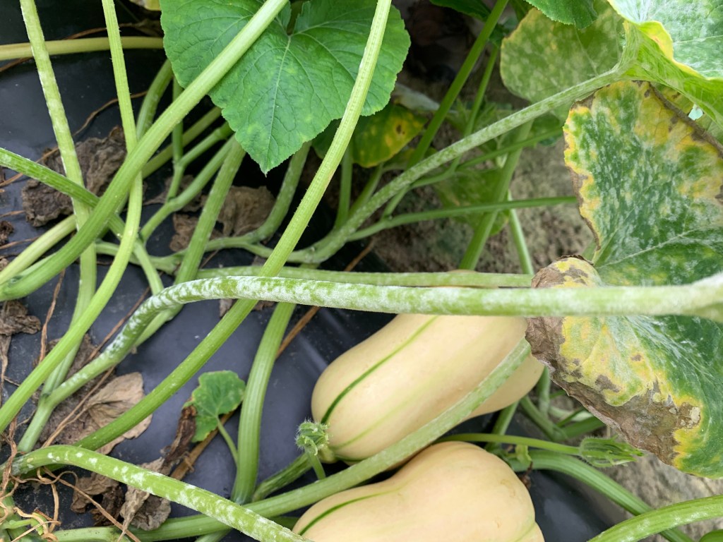 2026 Powdery Mildew Fungicide Bioassay&nbsp;Results