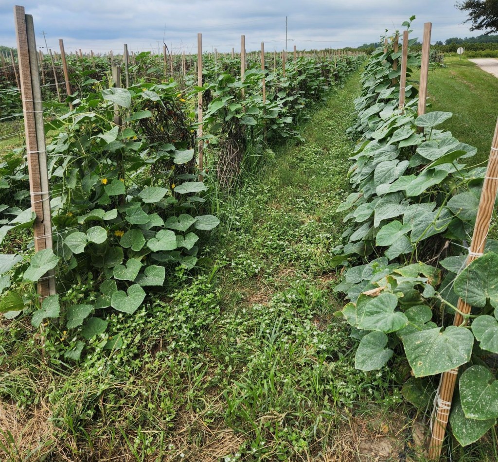 South Carolina Field Update (September 28, 2026): Strawberry Prep Continues as Fall Temps&nbsp;Arrive