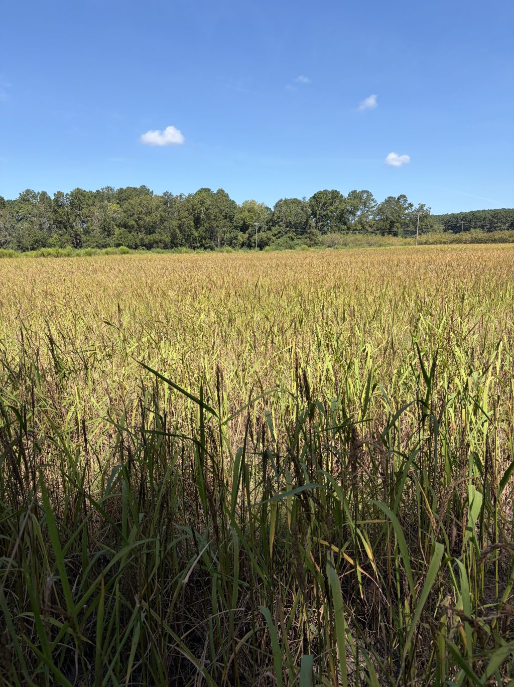 South Carolina Field Update (September 21, 2026): Muscadines begin to tail off as strawberry preparations accelerate.